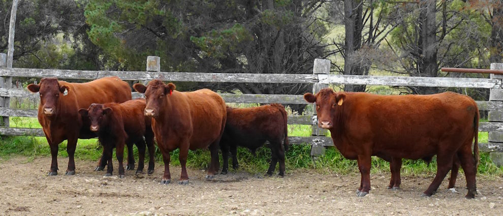 Benoak cows & weaner calves April